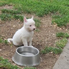 Sporty Mix Puppies from Eternal Symmetry