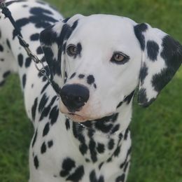 Classy - Dalmatian