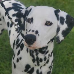 Classy - Dalmatian