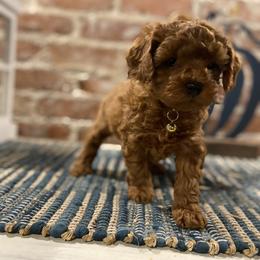 Cavapoo and Goldendoodle Puppies from Magnolia Prairie Doodles