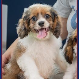 Caspien - Merle male Cockapoo puppy in Connersville, Indiana from Deaz Doodle Ranch