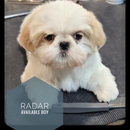 Radar - White male Shih Tzu puppy in Orient, Ohio from Forever Friends Shih-Tzu