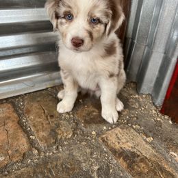 Australian Shepherd Puppies from 2 Happy Aussies