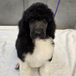 Black Tux Female - Parti female Poodle puppy in Patterson, California from Paterson Poodles