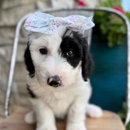 Cotton Candy - Black and white female Sheepadoodle puppy in Adams, Nebraska from Boxcar Doodles and Poodles