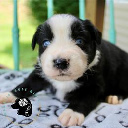 Maverick - Black tri male Miniature Australian Shepherd puppy in Lowgap, North Carolina from Ramblin’ Rose Mini's