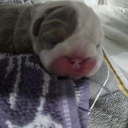 Nugget - Lilac tri-color female Bulldog puppy in Albany, Oregon from Red Cloud Australian Shepherds and DeGray Great Danes & Bulldogs