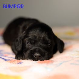 Bumper - Black male Cockapoo puppy in Canastota, New York from Silver City Cockapoos