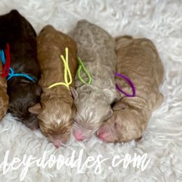 Goldendoodle and Labradoodle Puppies from West Valley Doodles