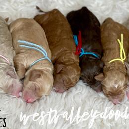 Goldendoodle and Labradoodle Puppies from West Valley Doodles