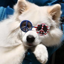 Samoyed Puppies from Firecloud Samoyeds