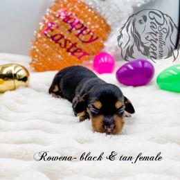 Rowena - Black and tan female Dachshund puppy in Prairieville, Louisiana from Southern Barron Danes & Dachshunds
