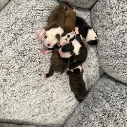 Boy 6 - Black brindle and white male Boston Terrier puppy in Madera Acres, California from Muggin Bostons Terriers and Mini Dachshund