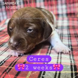 Ceres - Piebald female Dachshund puppy in Harrodsburg, Kentucky from Wayward Home Dachshunds