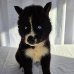 Eren - Black and white male Siberian Husky puppy in Buckeye, Arizona from Anime Huskies