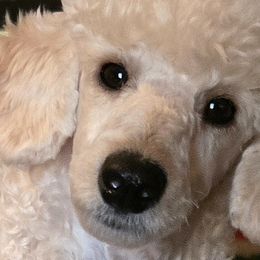 Poodles from High Desert Companions