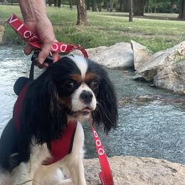 Domnique - Cavalier King Charles Spaniel