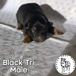 Umberto - Black tri male Miniature Australian Shepherd puppy in Jaroso, Colorado from Heaven Sent Aussies