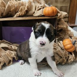 Girl 2 - Sable female Border Collie puppy in Wakeman, Ohio from Sandstone Ridge Kennels