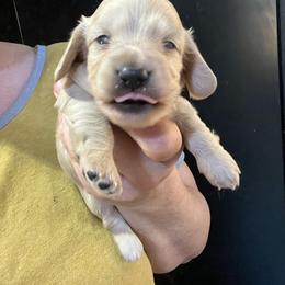 Kit - Cream female Dachshund puppy in Bigfork, Minnesota from Dachshunds Up North