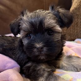 Sasha - Black and silver female Havanese puppy in Lancaster, South Carolina from 3 Bs Havanese-PUPPIES with  PURPOSE