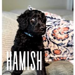 Golden Mountain Doodle Puppies from Carolina Golden Mountain Doodles