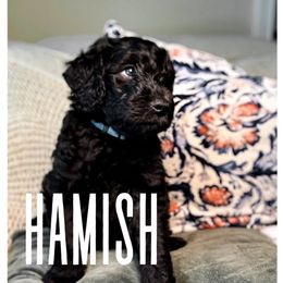 Golden Mountain Doodle Puppies from Carolina Golden Mountain Doodles