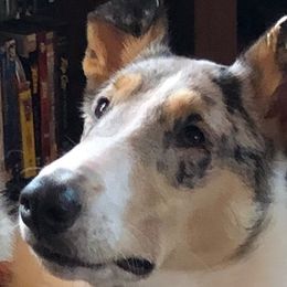 Athena - Collie
