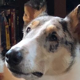Athena - Collie