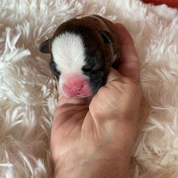Charlie - Brindle and white male Boston Terrier puppy in Johnstown, Colorado from R&M Bostons