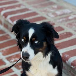 Ricci - Black tri female Miniature Australian Shepherd puppy in Norco, California from Joyfulpuppies