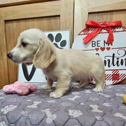 Andy - Cream male Dachshund puppy in Cherry Tree, Oklahoma from Peavine Creek Dachshunds