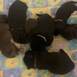 Blk Female - Black female Labrador Retriever puppy in Middleboro, Massachusetts from Debonair Labs