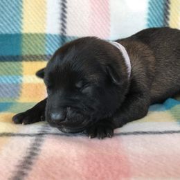 Belgian Malinois Puppies from Andrea Gumrich's Belgian Malinois