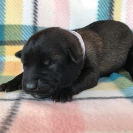 Belgian Malinois Puppies from Andrea Gumrich's Belgian Malinois