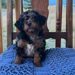 Ashley - Merle female Bernedoodle puppy in Caldwell, Idaho from Treasure Valley Poodles
