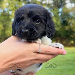 Mr. Dk. Green-2400 - Piebald male Dachshund puppy in Sparr, Florida from From the Heart Doxies