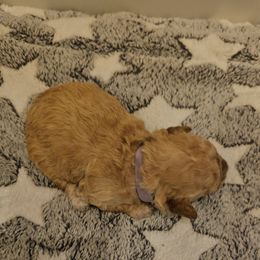 Jingle - Apricot female Poodle puppy in Mapleton, Utah from Caboodles Of Poodles