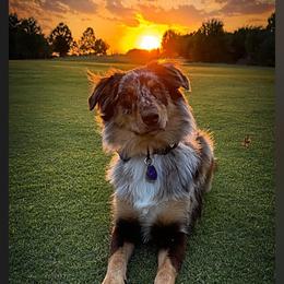 Australian Shepherd All Grown Up from S.I. Aussie