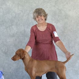 Vizslas from Skypoint Kennel