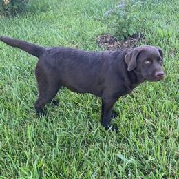 Molly - Chocolate female Labrador Retriever puppy in Maynardville, Tennessee from Three Bears Labradors