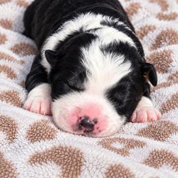 Cow Girl - Black and white female Bernedoodle puppy in Harlem, Georgia from Ivey's Poodles & Doodles