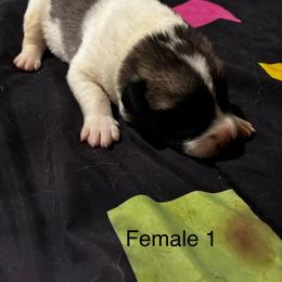 Girl 1 - Biscuit and white female Anatolian Shepherd Dog puppy in Daggett, Michigan from T&S Anatolians