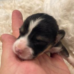 Blue boy - Black and tan male Pembroke Welsh Corgi puppy in Adairsville, Georgia from R&R Corgis