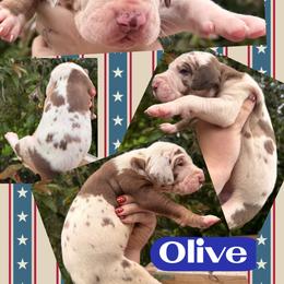 OLIVE - Chocolate and white male Great Dane puppy in Wellsville, New York from Prophecy Danes
