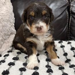 Nashville - Red tri-color male Aussiedoodle puppy in Heber City, Utah from Junipersdoodles