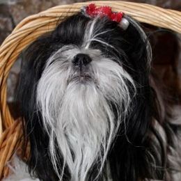 Oreo - Shih Tzu