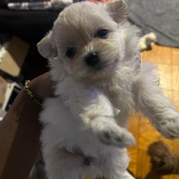 Aero - White female Maltipoo puppy in Long Island, New York from Minipaws kennel
