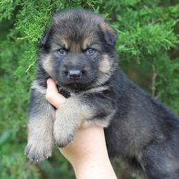 Cash - Sable male German Shepherd puppy in Lucasville, Ohio from Trusting Hearts Kennel
