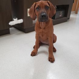 Rhodesian Ridgeback Puppies from Supernova Ridgebacks